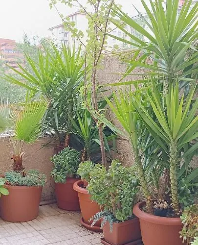 Turistico Principe At-cc-00415 דירה *